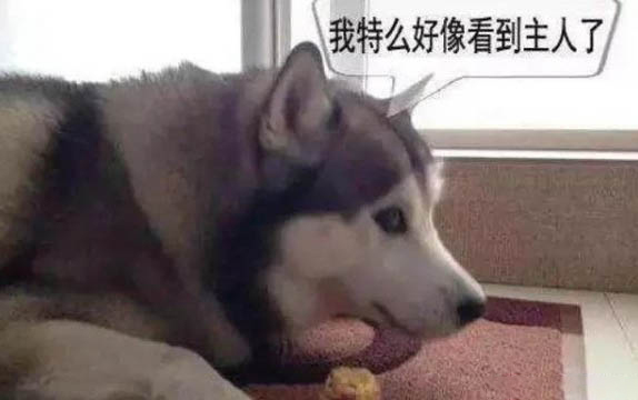 狗狗細小臨終前的5個征兆？