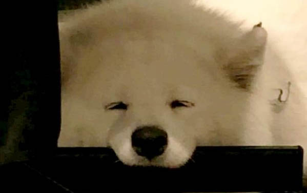 一只純種薩摩耶犬多少錢
