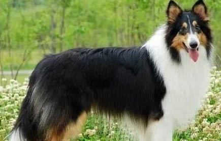 蘇格蘭牧羊犬多久可以洗澡