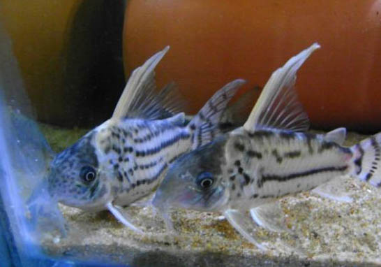 鸚鵡魚魚鰭爛了怎么辦