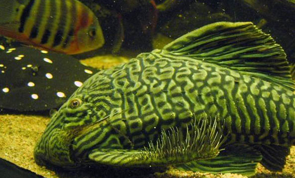 大斑馬魚和小斑馬魚能混養嗎