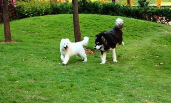 阿拉斯加幼犬標準體重
