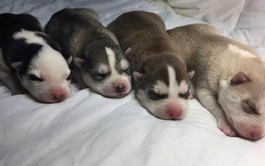 狗狗冠狀病毒怎么引起