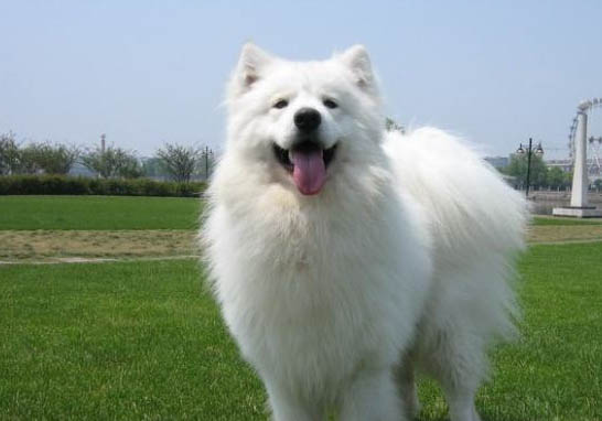 薩摩耶犬常見疾病有哪些