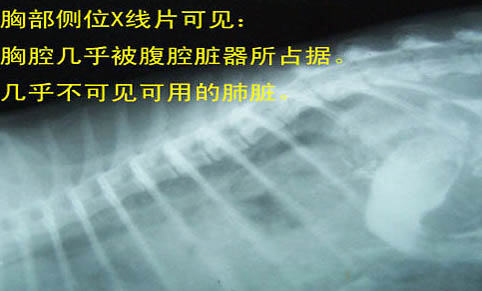貓咪有黑色眼屎正常嗎