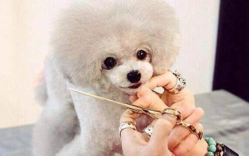 狗狗鼻炎的治療方法