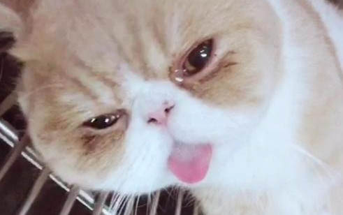 貓咪懷孕多久開始孕吐