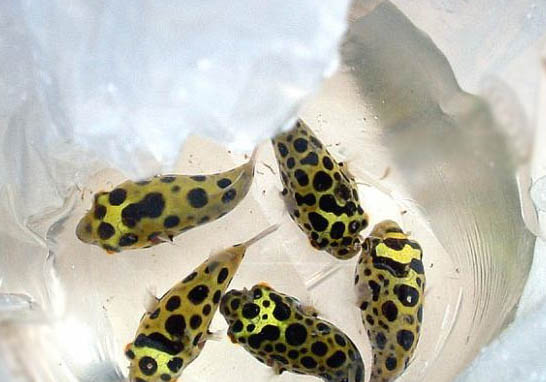鳳尾魚吃蚯蚓嗎