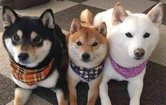 柴犬和秋田犬哪個好養