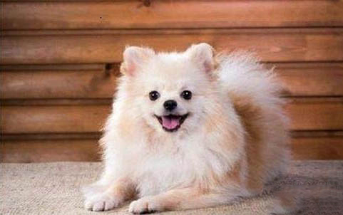 挑選幼犬拉布拉多需要注意些什么
