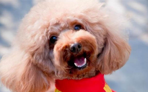 泰迪狗狗可以吃草莓嗎