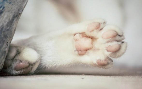 貓咪冠狀病毒初期癥狀