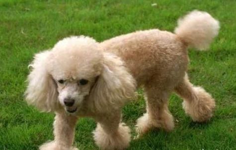 白色貴賓犬和比熊的區別