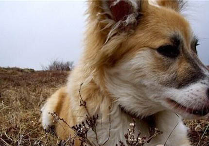 英國古代牧羊犬半夜突然叫是什么原因