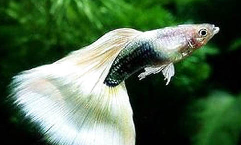 孔雀魚沉底不愛動的原因