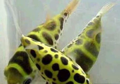 金魚是睜著眼睛睡覺嗎
