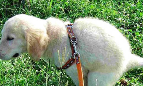 犬瘟熱傳染人不