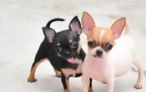 吉娃娃和鹿犬的區別
