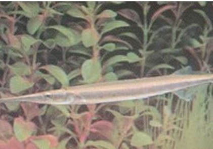 草種金魚有哪些品種