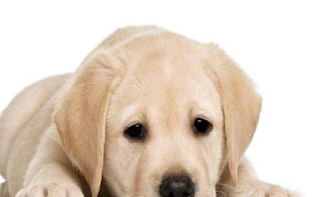 適合家養的大型犬有哪些？