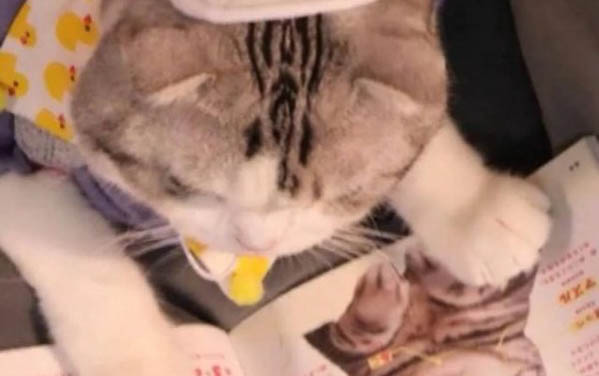 貓咪身上有異味怎么辦