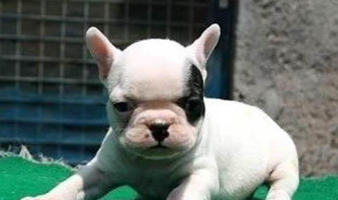 法國斗牛犬怎么好養