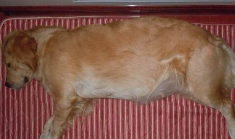 哪里有賣金毛犬