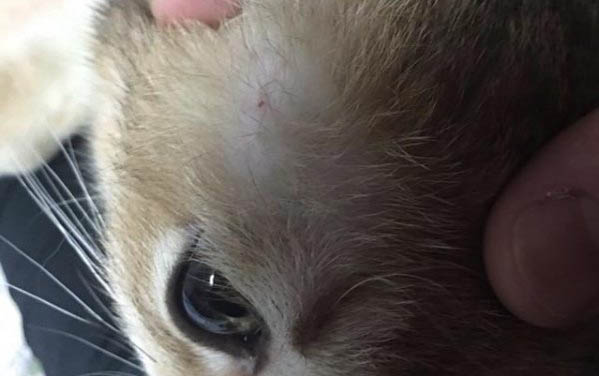貓咪中毒多久會死亡