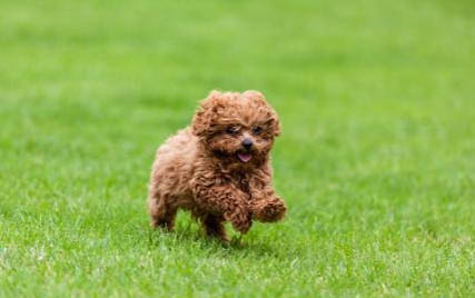 泰迪狗得狂犬病的癥狀有哪些