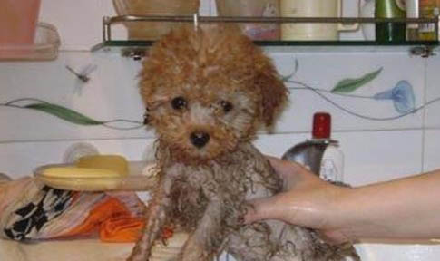 玩具貴賓犬和泰迪的區(qū)別