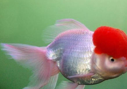 養(yǎng)金魚(yú)應(yīng)該多久換一次水