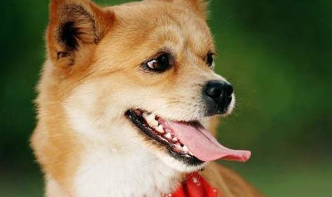 柴犬嘴巴黑多久會褪色