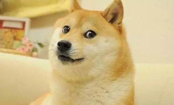 柴犬和秋田哪個好