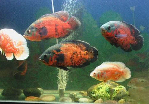 地圖魚水霉病患病原因是什么