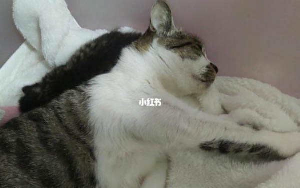 請問貓咪嘔吐的原因及處理方法？