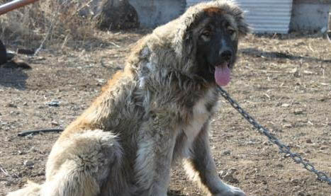 狗狗檢測犬瘟和細小需要多久時間？