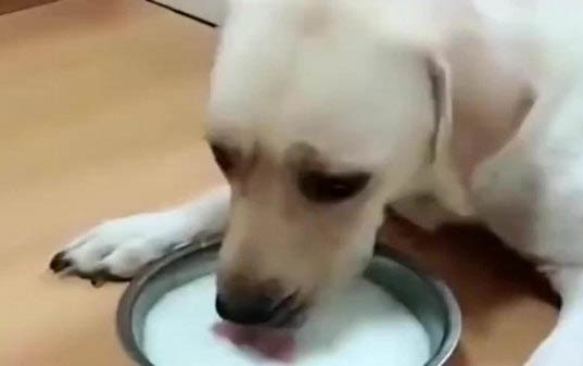 狗狗難產的癥狀表現