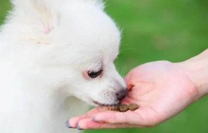 狗狗可以吃生蠔嗎？