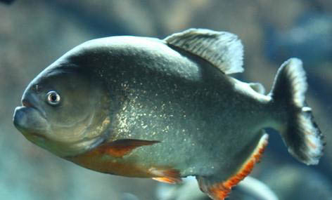 觀賞魚(yú)魚(yú)缸的容量該如何判斷