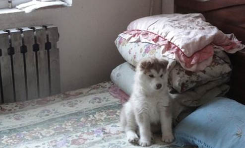 哈士奇和柴犬哪個貴?