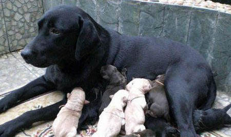 怎么教幼犬定點大小便