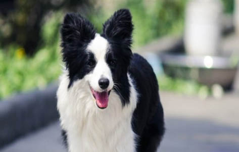 邊牧可以吃犬心保嗎