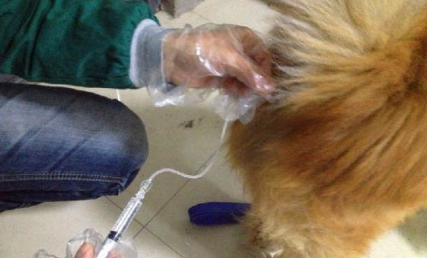 怎樣快速解決狗狗的腹脹?