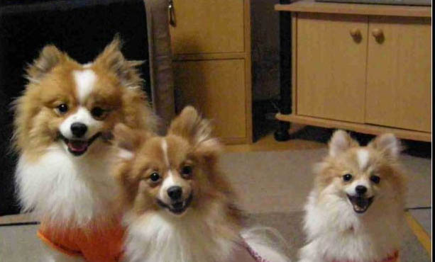 博美犬的壽命一般是多久