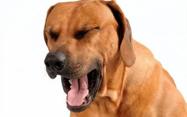 狗狗老死前的癥狀有哪些