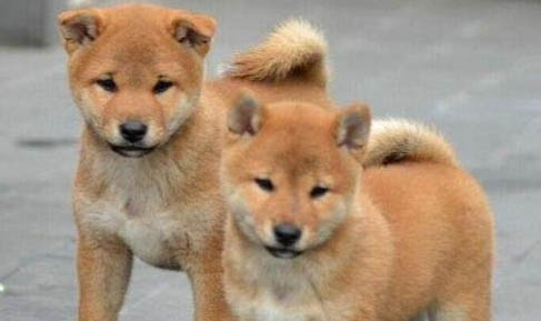 中華田園犬和柴犬區別