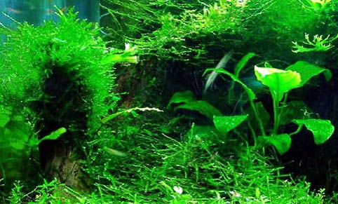 魚缸水草怎么打理