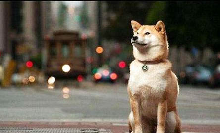 柴犬怎么訓(xùn)練？