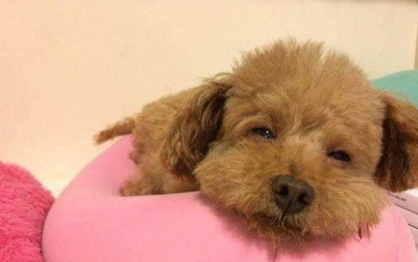 如何馴養(yǎng)小型泰迪狗犬狗糧呢