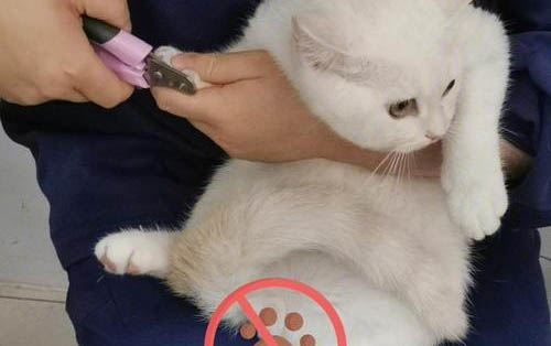 小貓吐舌頭呼吸急促是怎么回事